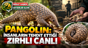 Pangolin: İnsanların Tehdit Ettiği Zırhlı Canlı